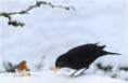 /album/merel/vogels-in-de-sneeuw-jpg/